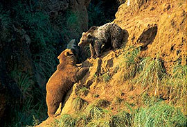 Cabárceno
